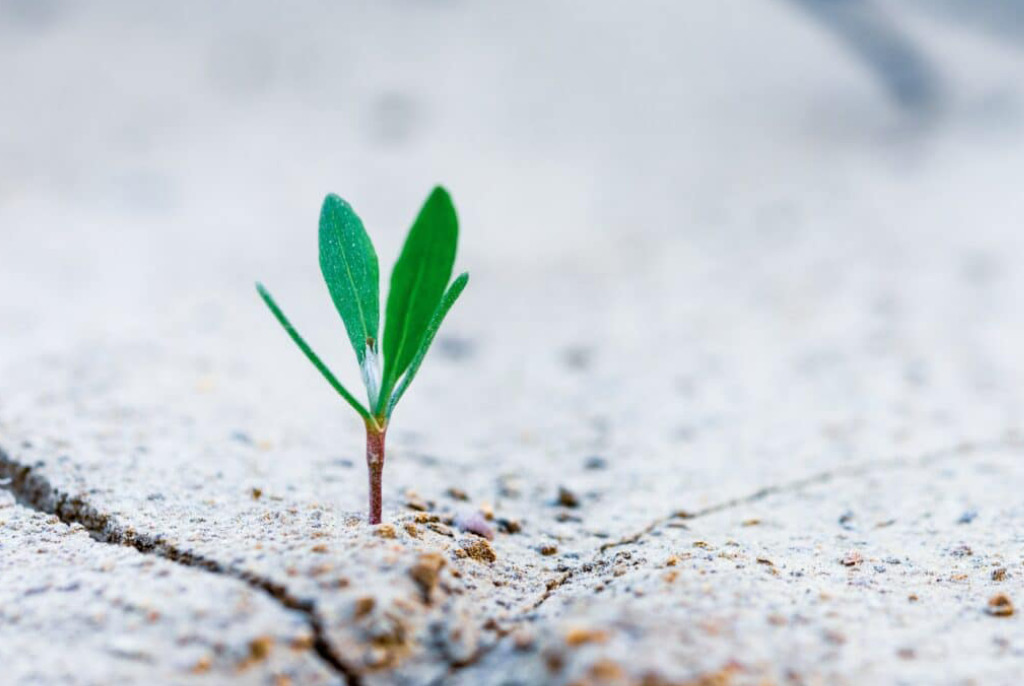 Blog Posts Growing Your Company with 4 Critical Ideas (Part II)